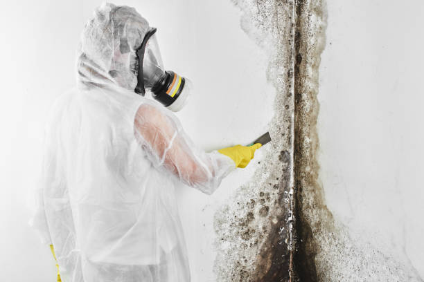 Best Mold Damage Repair  in Athens, GA