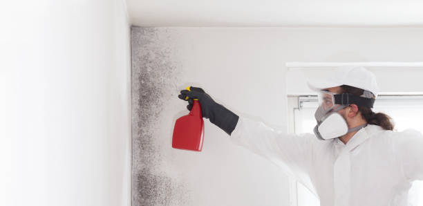 Office Mold Removal Services in Athens, GA